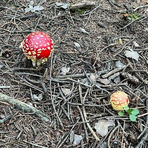 Fly Agaric