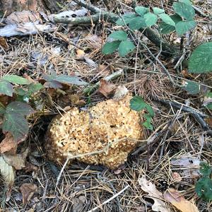 Eastern Cauliflower Mushroom