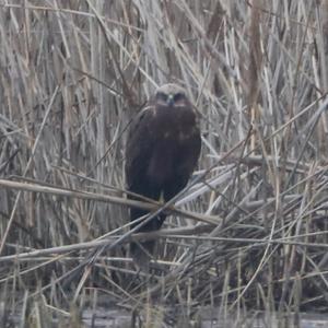 Western Marsh-harrier