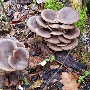 Oyster Mushroom