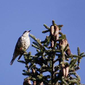 Mistle Thrush