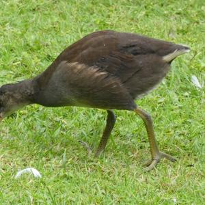 Common Moorhen