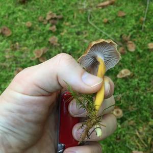 Trumpet Chanterelle