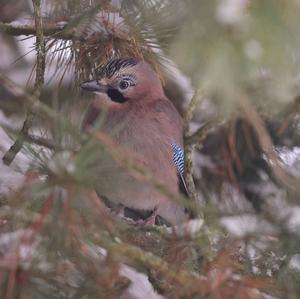 Eurasian Jay