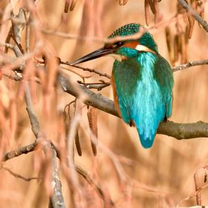 Common Kingfisher