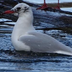 Black-headed Gull