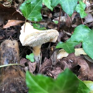 Hedgehog Fungus, Common