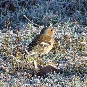 Eurasian Chaffinch