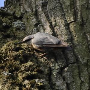 Wood Nuthatch