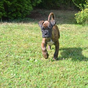 Boxer