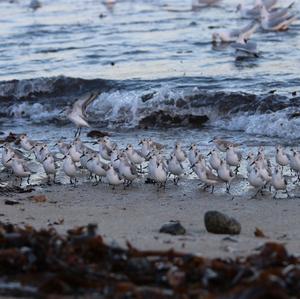 Sanderling