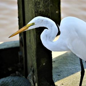 Great Egret