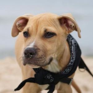 American Staffordshire Terrier