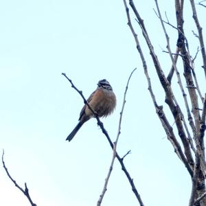 Rock Bunting