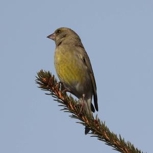 European Greenfinch