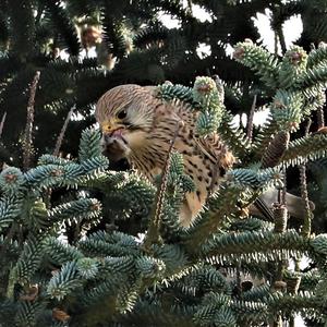 Common Kestrel