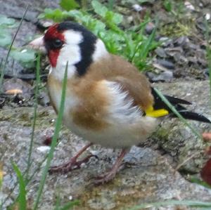 European Goldfinch