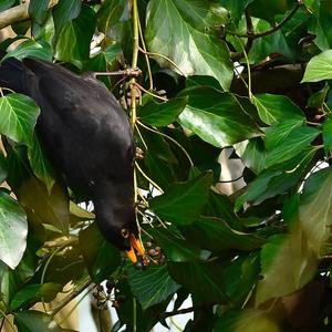 Eurasian Blackbird