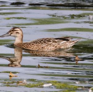 Garganey