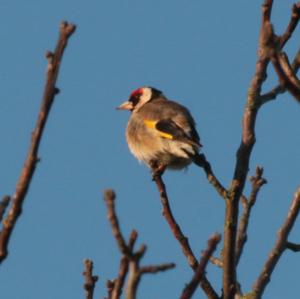 European Goldfinch