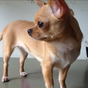 Unknown Breed