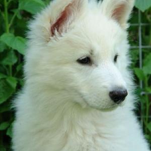 Berger Blanc Suisse