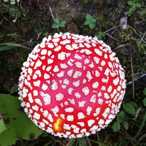 Fly Agaric