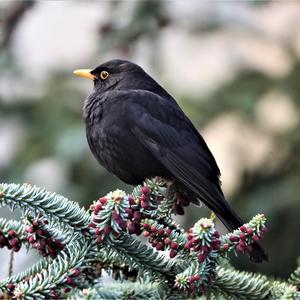 Eurasian Blackbird