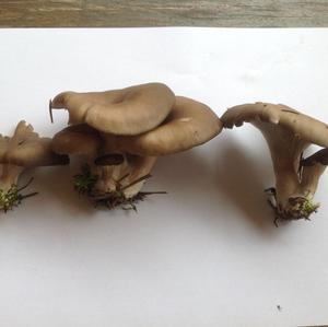 Oyster Mushroom