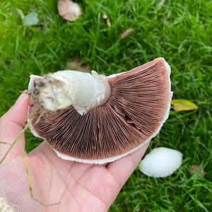 Horse Mushroom