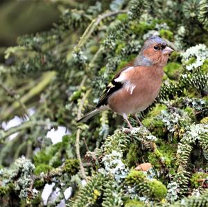 Eurasian Chaffinch