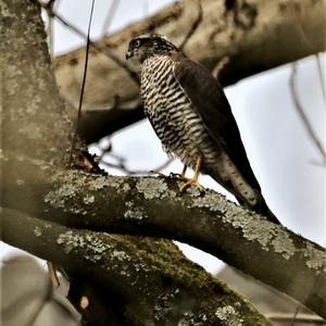 Eurasian Sparrowhawk