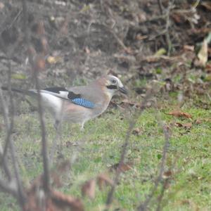 Eurasian Jay