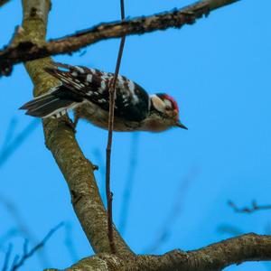 Lesser Spotted Woodpecker