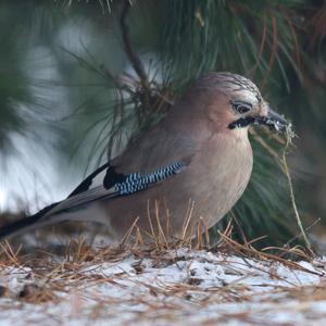 Eurasian Jay