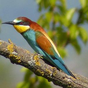 European Bee-eater