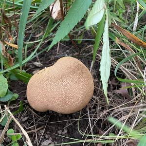 Brown Puffball