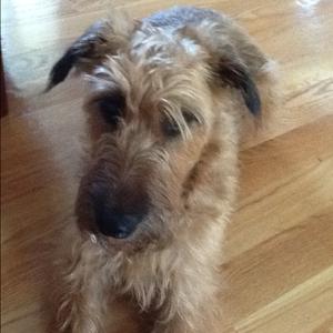 Irish Terrier