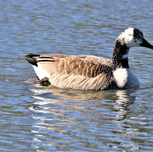 Canada Goose