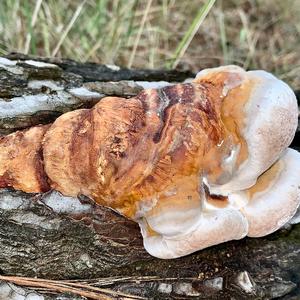 Red-belted Polypore