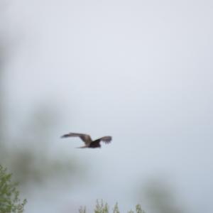 Black Kite