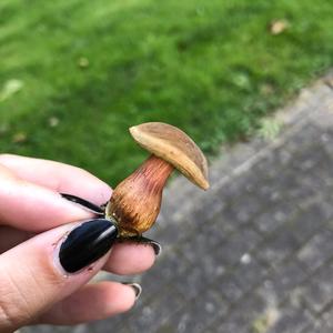 Red-cracked Bolete