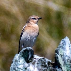 Northern Wheatear