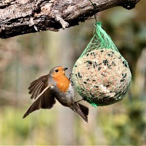 European Robin