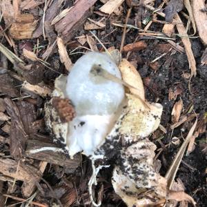 Ravenel`s Stinkhorn