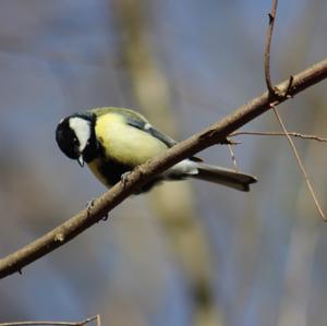 Great Tit