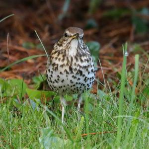 Song Thrush