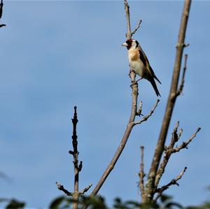 European Goldfinch