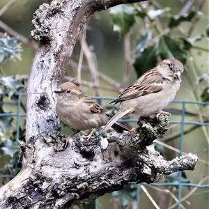 House Sparrow