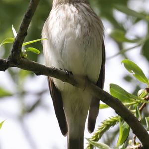 Spotted Flycatcher